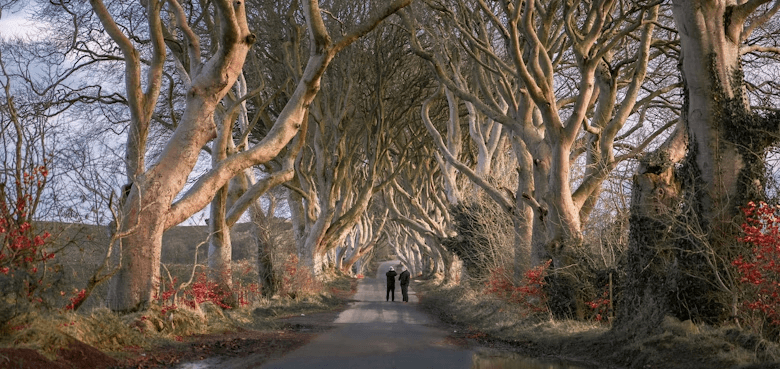 Dark Hedges & Game of Thrones Tour